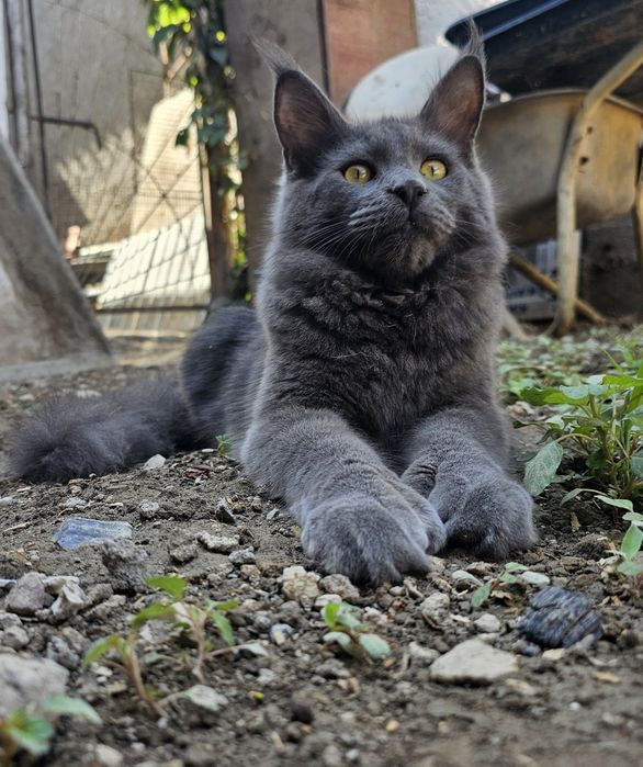 Кот и кошка мейнкуны