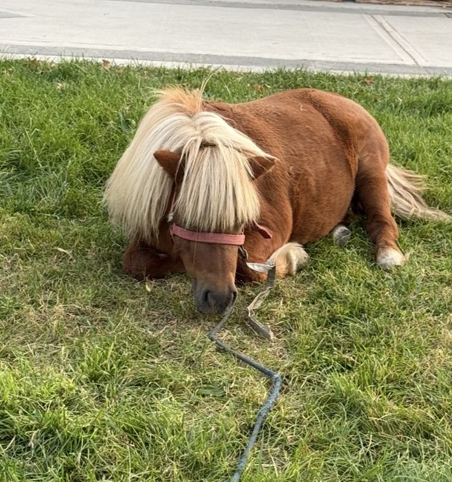 Poni sotiladi, sog‘lom va chiroyli