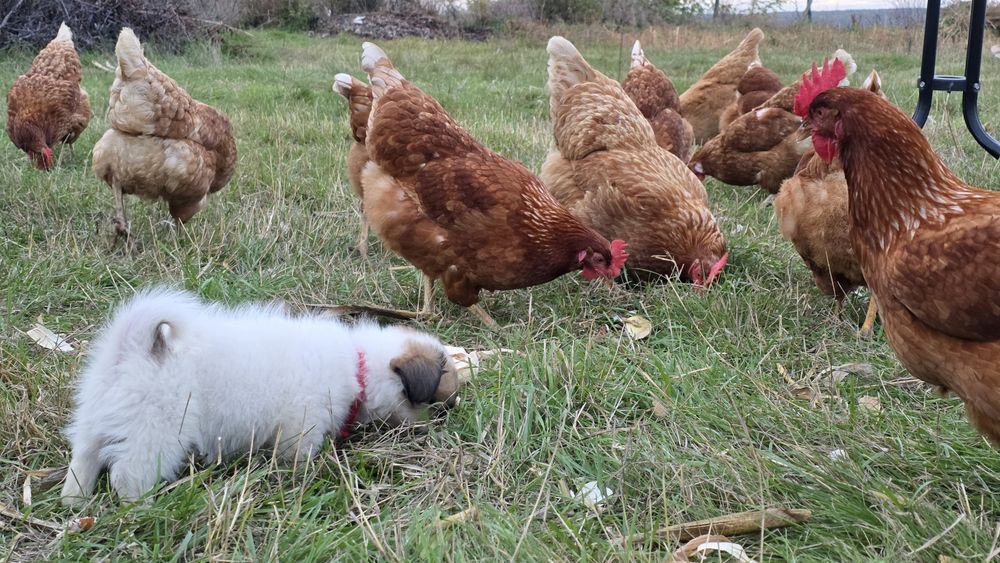 Sătul de oua fara gust? astea chiar sunt diferite