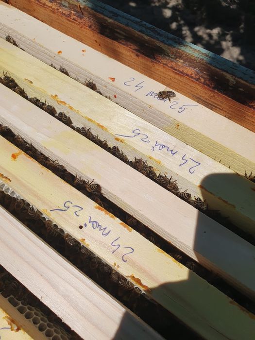 Vand roiuri de albine