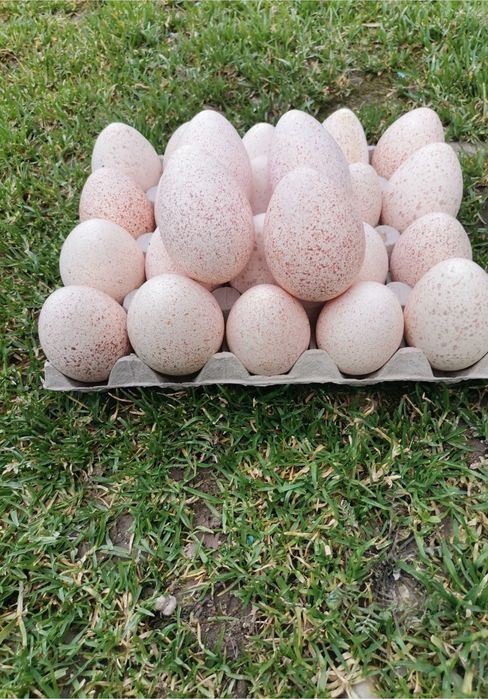 Oua de curca de vanzare.