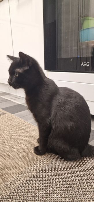 Отдаём домашнего кота 4-5 месяцев