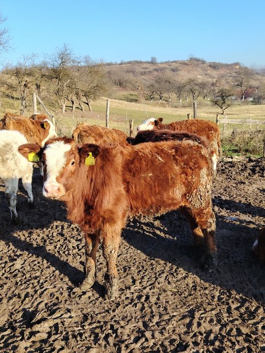 Vând viței bălțați și belgian