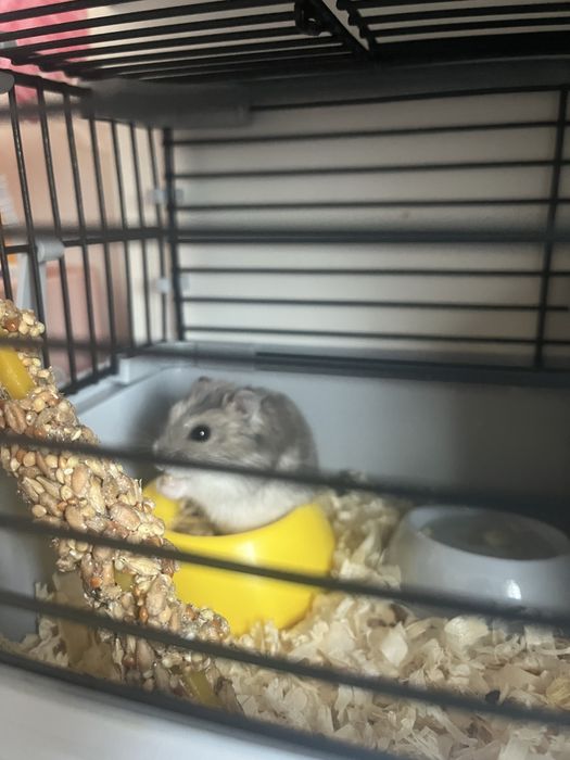 Отдам хомяка джунгарика в добрые руки