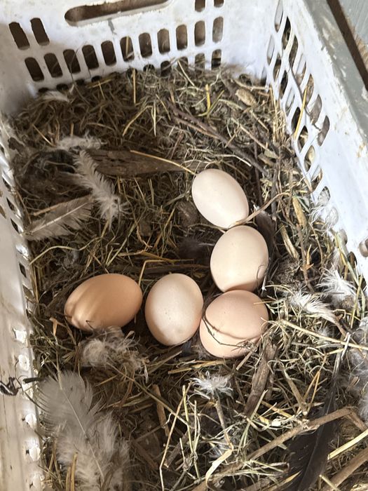 Продам домашые черный куры все несутся