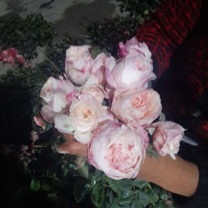 Har xil turdagi atirgul ko‘chatlari bor