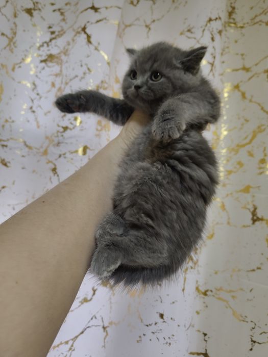 Британский голубой плюша