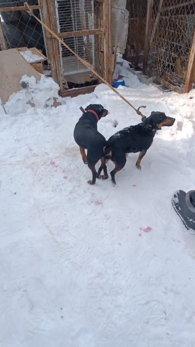 Ягдтерьер щенки Резерв