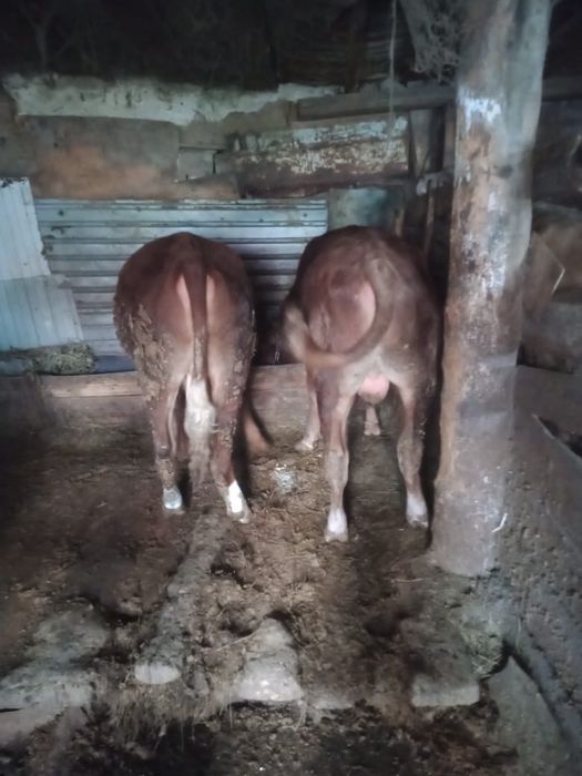 Продам бычков на откорме