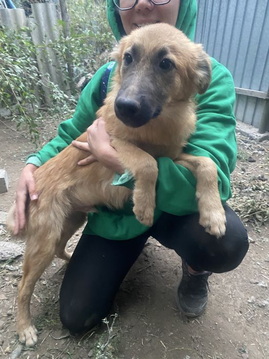 Подарю мальчика помесь немецкой овчарки