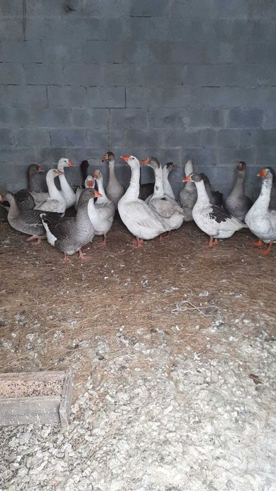Продам гусей и индоуток