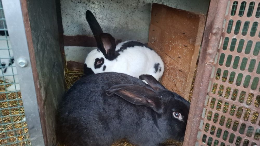 Urias pestrit german