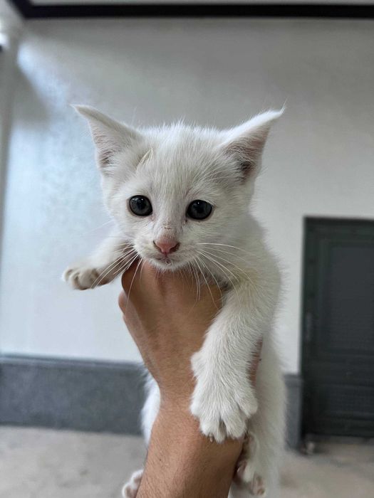 Продам или отдам бесплатно котиков в добрые руки