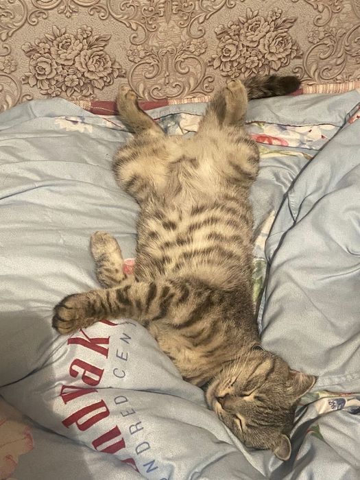 Кошка бесплатно срочно