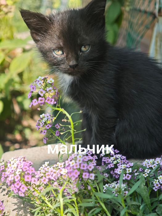 Отдам котят в хорошие руки!