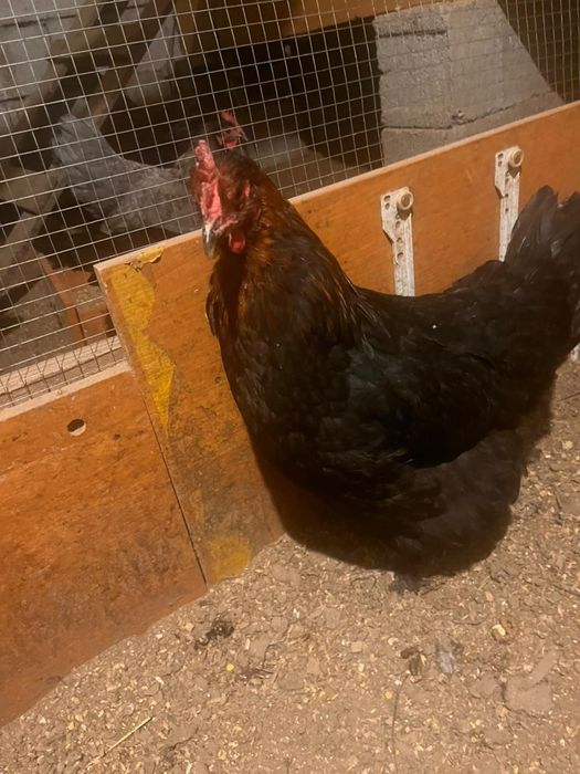 Тауыктар сатылады