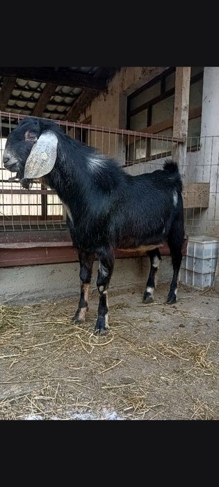 Tapisori anglo nubian rasa pura cu pedegree