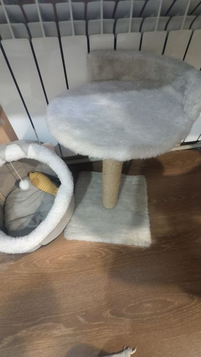 Котёнка отдам в добрые руки