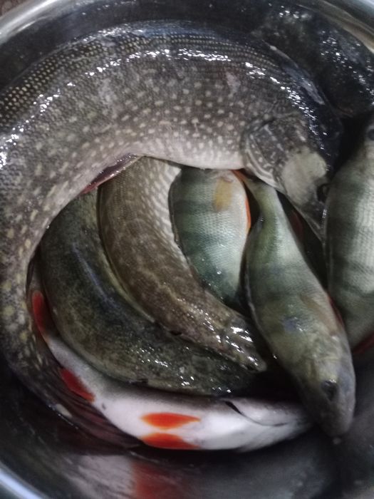 Продам свежую щуку