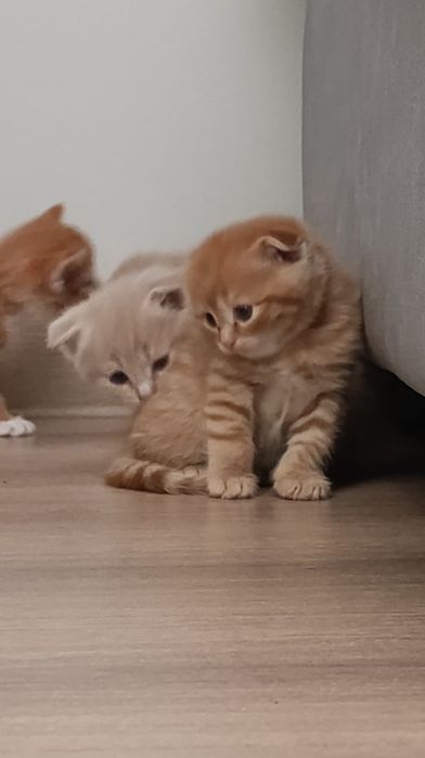 Породистые котята