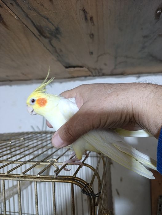 Птица карелла самкакуп вакт уча олади ва кулга ушаса тишламайди