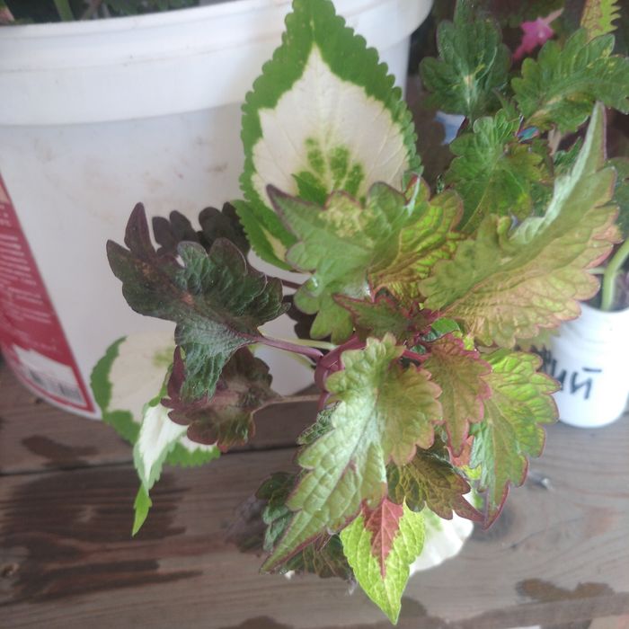 Колеусы разной расцветки