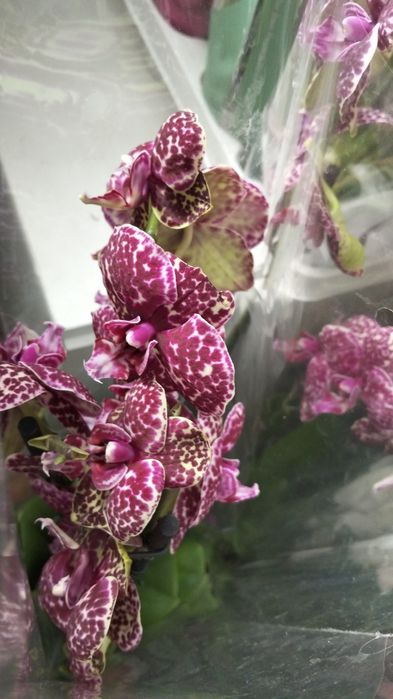 Продам орхидея сортовые
