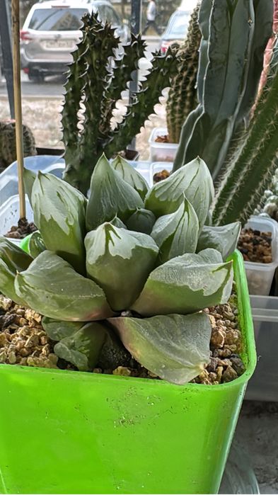 Кактусы , суккуоенты, маммилярия, астрофитум, гимнокалициум