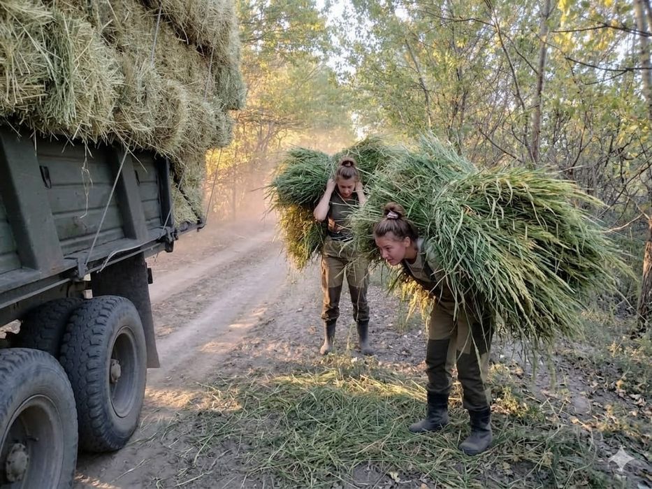 Сабан камыс жеткізуімен( доставка)