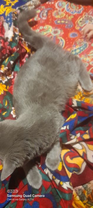 Узбекистан кошка катрт