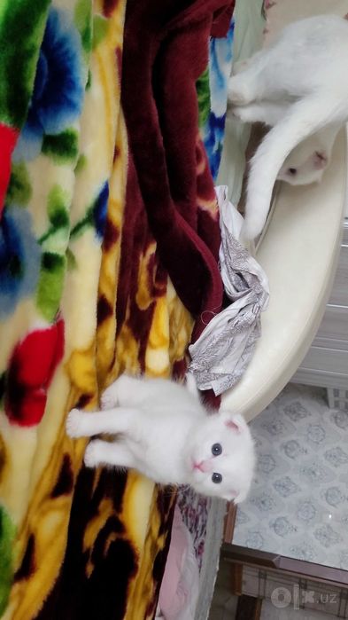 Вислоухий породистый белый котенок