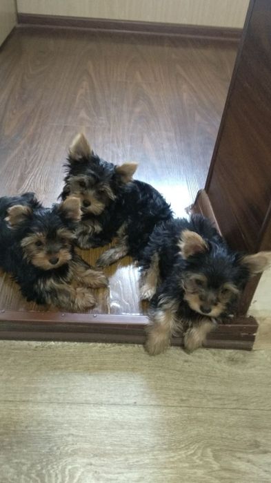 Йоркширские терьеры