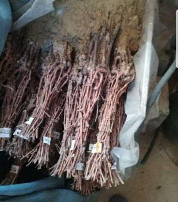 Produc butasi vita de vie și pomi fructiferi