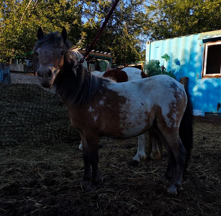 Продам пони аппалуза