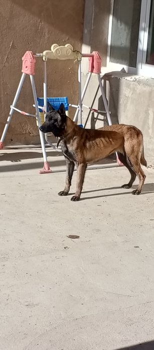 Malinua sotiladi urgʻochi