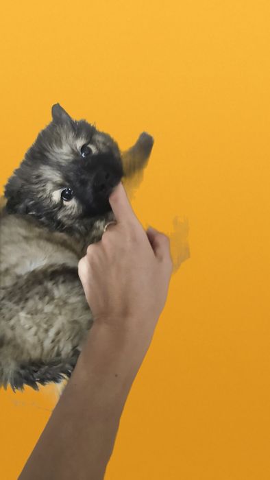 Отдам щенка в добрые руки