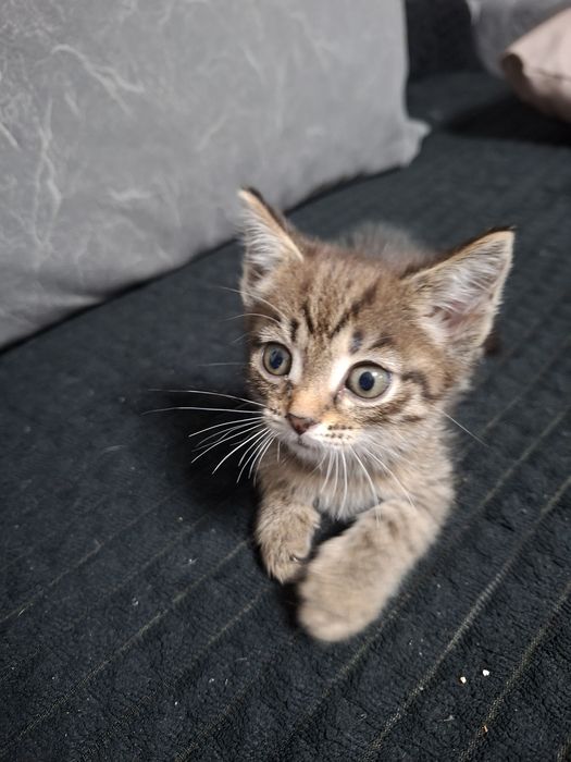 Котята 2,5-3 месяца