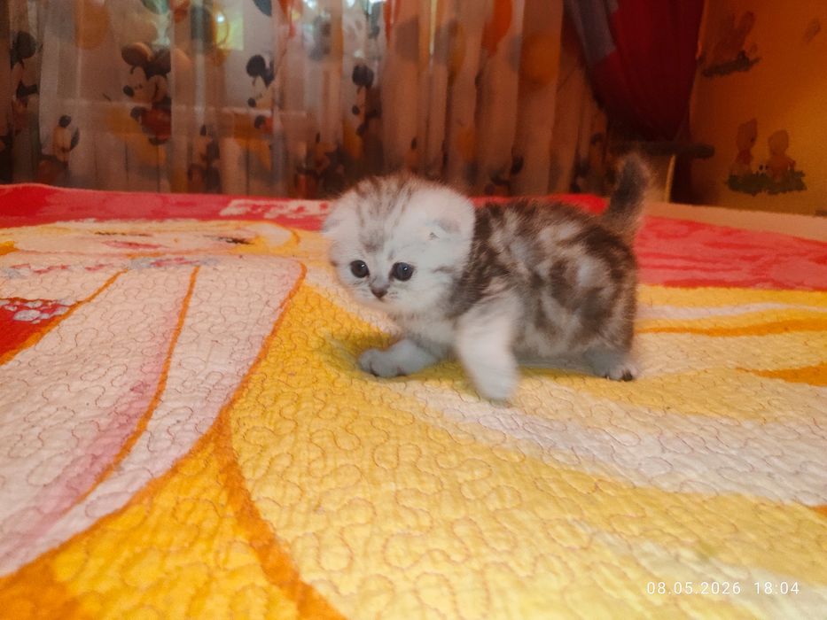 Продается Скоттиш фолд ДЕВОЧКА