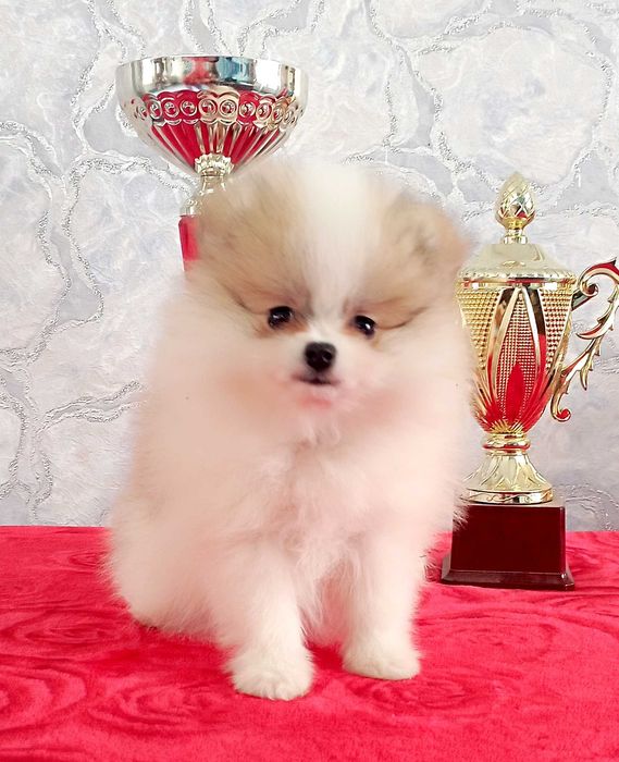 Щенки Немецкого Шпица с документами.