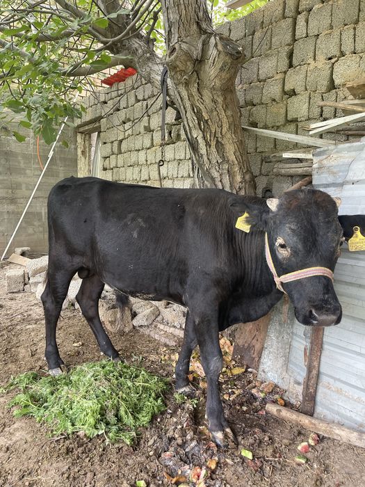 Buqa soglom narxini kelishamiza