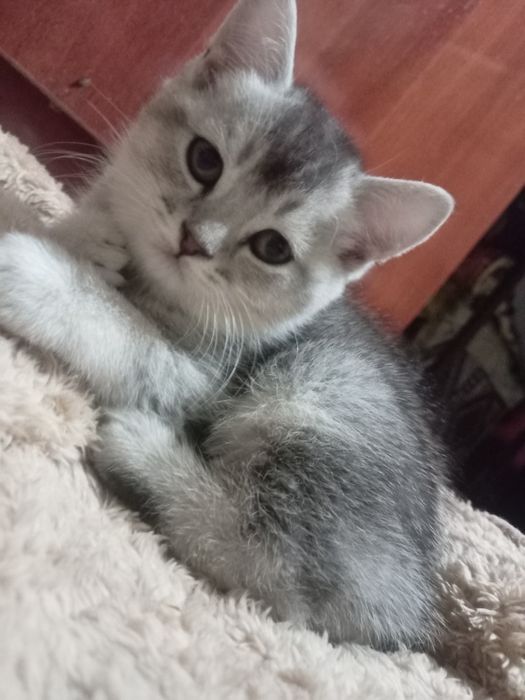 Шиншила кошки продаются