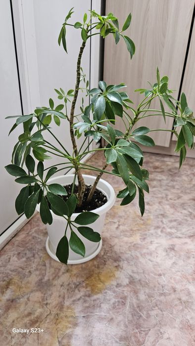 Үй гүлдерін сатамын 5 мыңнан