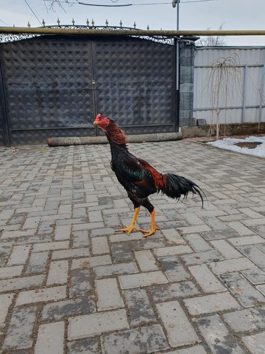 Петухи дакан бойцовые