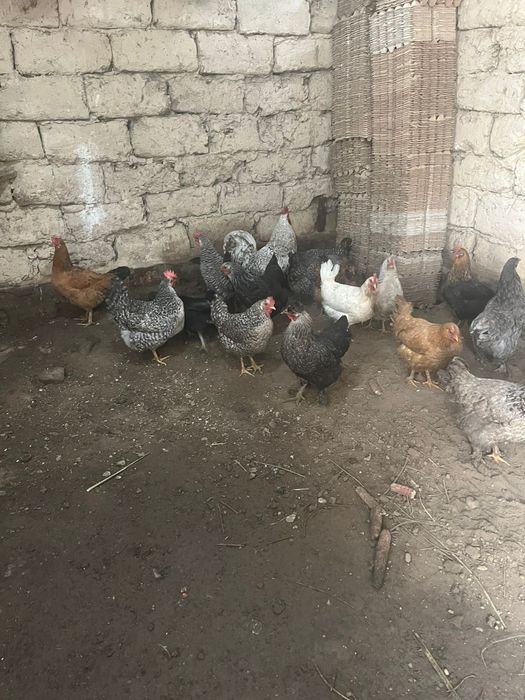 Куры домашние куры