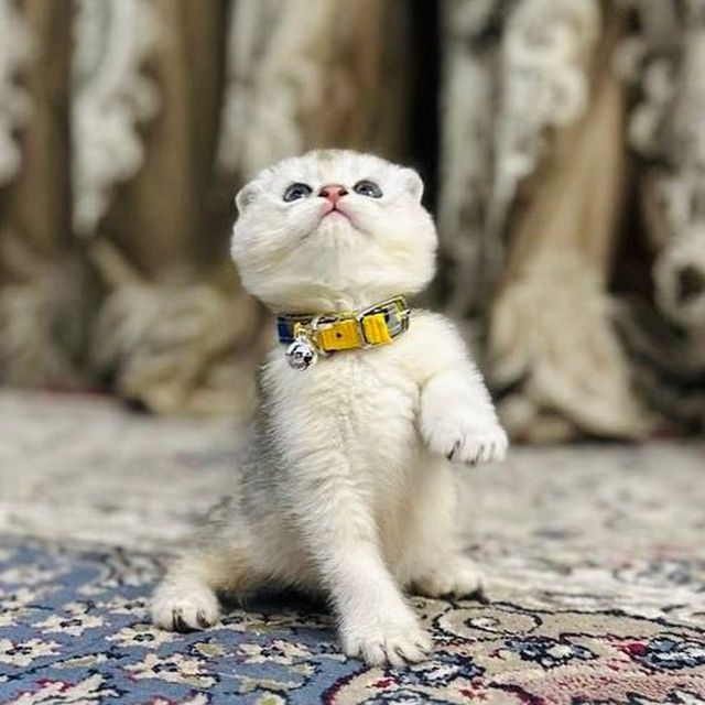 Toza britan .Fold shinshilla bollari