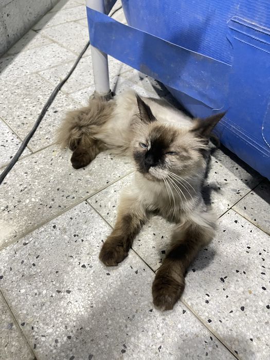тайский зотли мушук яхши колларга
