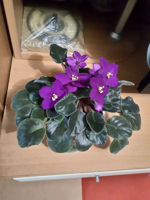 Сортовая фиалка Lion's Red Rocket