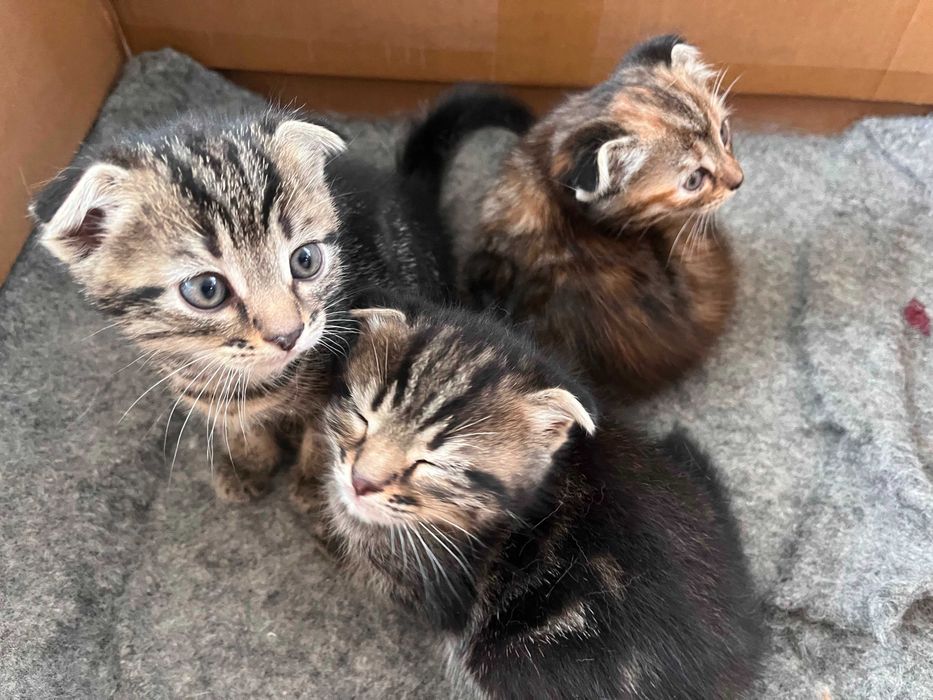 Котята в добрые руки
