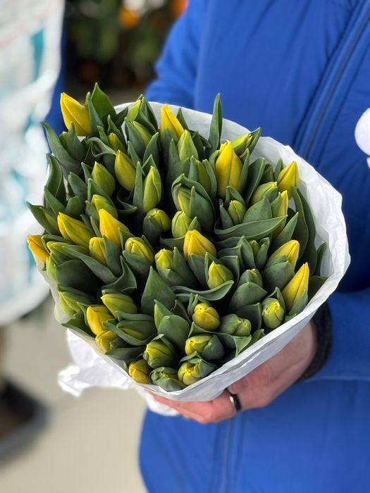 Тюльпаны Голландские