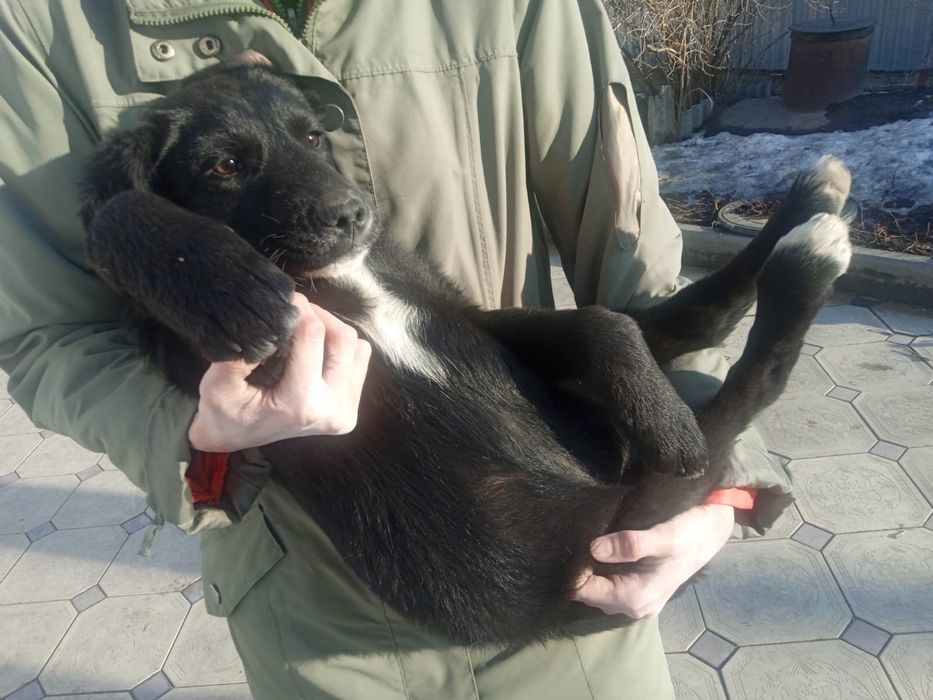 Щенки крысоловы девочки